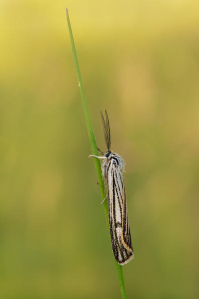 Spiris striata, Casareggio, Liguria, Italy