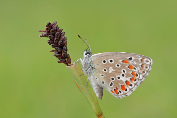 Polyommatus bellargus, Liguria, Italy