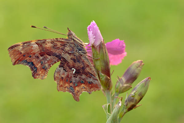 Polygonia c-album, Casareggio, Liguria, Vobbia, Italy