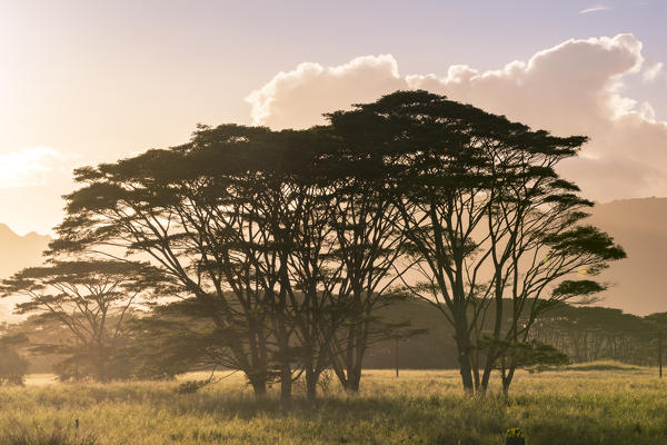 Very big eucalyptus trees on Wailua river. State Park, Kauai island, Hawaii, USA