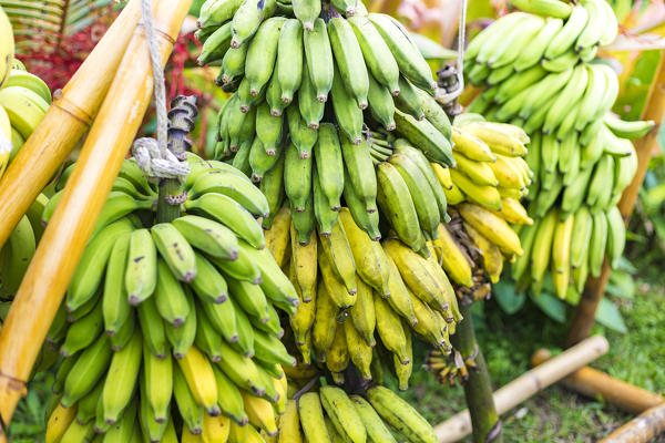 Fruits from local trees, Hana, Maui island, Hawaii, USA