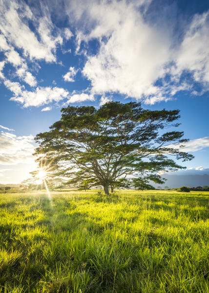 Wailua river State Park, Kalepa Mountain forest reserve, Kauai, Hawaii, USA