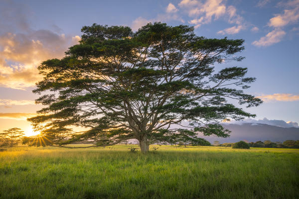 Wailua river State Park, Kalepa Mountain forest reserve, Kauai, Hawaii, USA