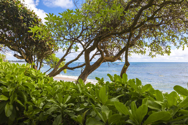 Palm trees on Kauai island, Hawaii, USA