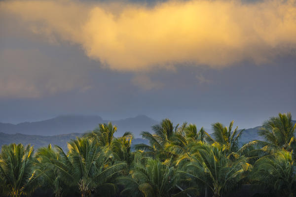 Palm trees on Kauai island, Hawaii, USA