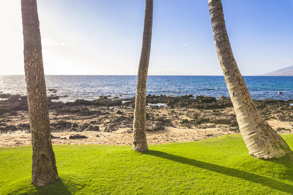 Palm trees in front of the sea in Kihei beach, Maui island, Hawaii, USA 