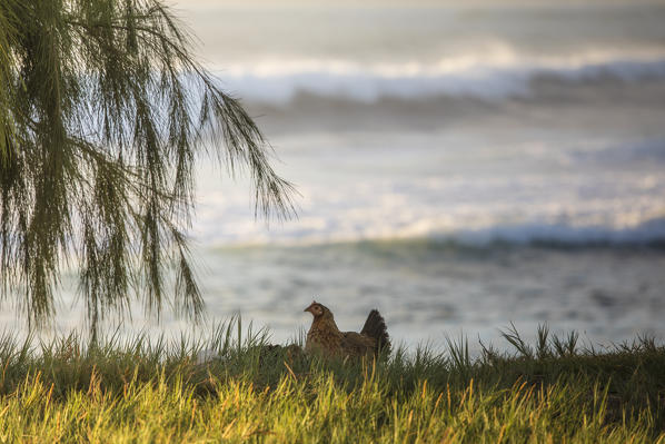 A rooster in Lydgate State Park, Kauai island, Hawaii, USA. The rooster is Kauai symbol.