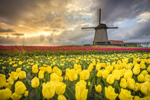 Windmill and tulips fields, Alkmaar polder, Netherlands