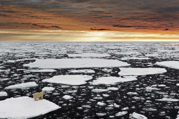 A polar bear rests in the drifting ice floating on the Arctic Ocean, Svalbard, Norway.