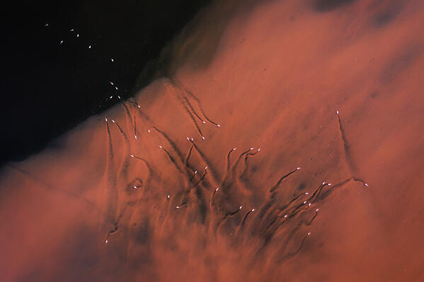 Aerial view of lesser flamingos in Lake Bogoria, Kenya