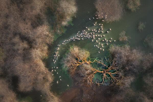 Aerial view of lesser flamingos in Lake Bogoria, Kenya