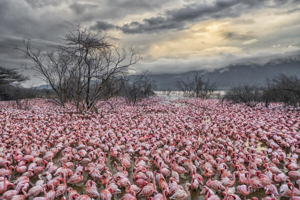 lesser flamingos feeding in Lake Bogoria, Kenya