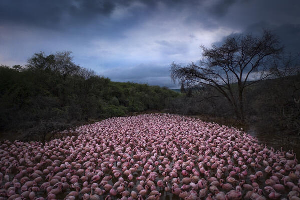 Lesser flamingos in Lake Bogoria, Kenya
