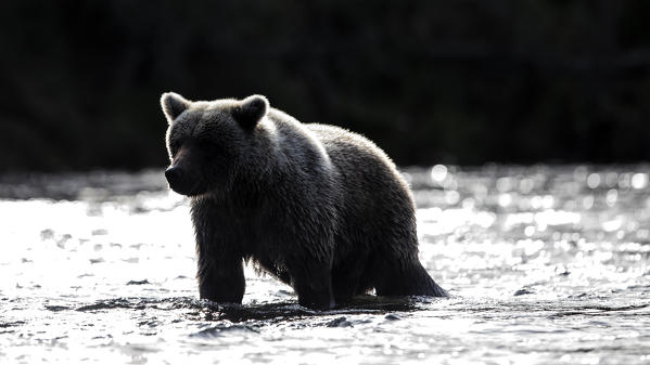 Brown bear (Ursus arctos alascensis), Brooks River, Katmai National Park and Preserve,  alaska peninsula, western Alaska, United States of America