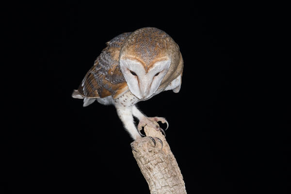 Portrait of barn owl in the night, Trentino Alto-Adige, Italy