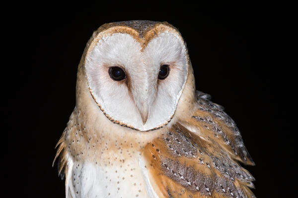 Portrait of barn owl in the night, Trentino Alto-Adige, Italy