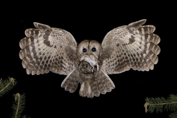 Tawny owl in night, Trentino Alto-Adige, Italy