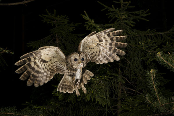 Tawny owl, Trentino Alto-Adige, Italy