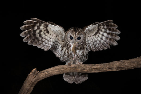 Tawny owl in night flight with a mouse in its beak, Trentino Alto-Adige, Italy