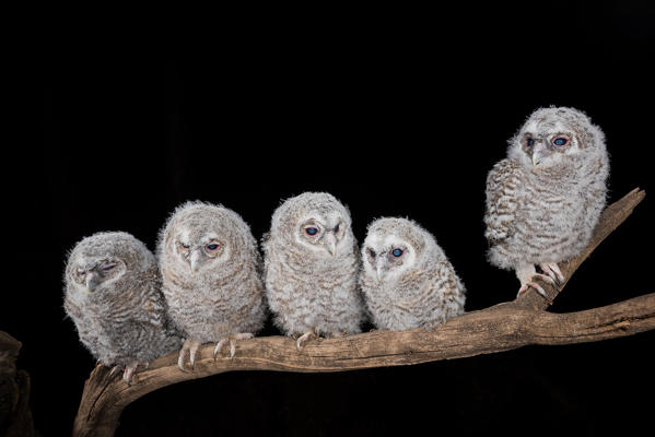 Young Tawny owl in the night, Trentino Alto-Adige, Italy