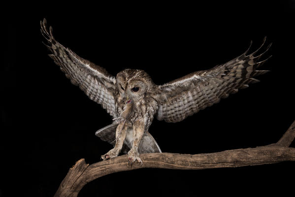 A Tawny owl in night flight with a mouse in its beak, Trentino Alto-Adige, Italy