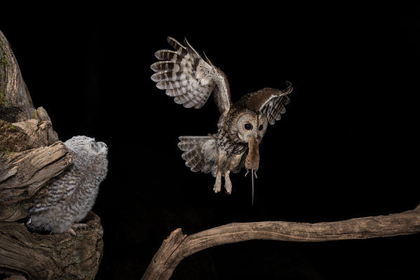 The Tawny owl feeds its young, Trentino Alto-Adige, Italy