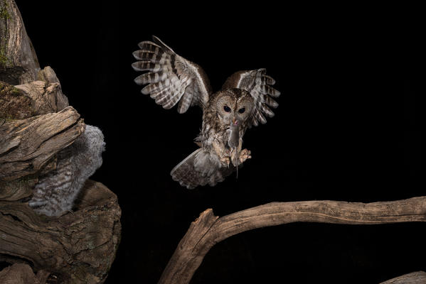 The Tawny owl feeds its young, Trentino Alto-Adige, Italy