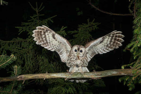 Tawny owl landing with a mouse in its beak, Trentino Alto-Adige, Italy