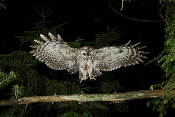 Tawny owl in night flight with a mouse in its beak, Trentino Alto-Adige, Italy