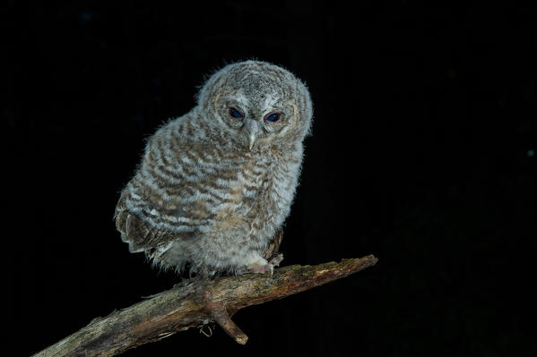 Young Tawny owl by night, Trentino Alto-Adige, Italy