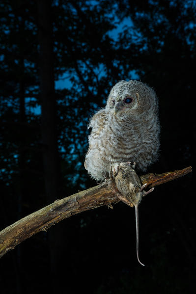 Young Tawny owl with prey, Trentino Alto-Adige, Italy