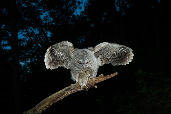 Young Tawny owl with prey, Trentino Alto-Adige, Italy