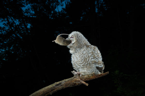 Young Tawny owl eating a mouse, Trentino Alto-Adige, Italy