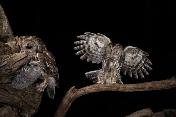 The Tawny owl feeds its young, Trentino Alto-Adige, Italy