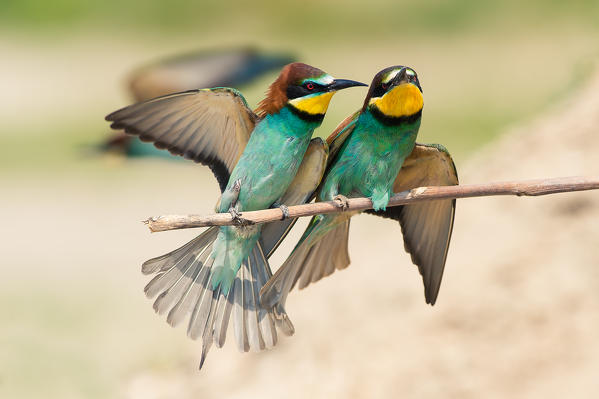 Canneto sull'Oglio, Mantova,Lombardy, Italy
Copy of bee-eaters on a branch laid.