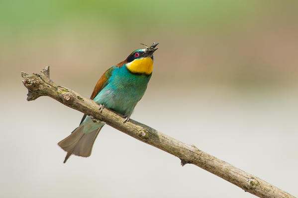 The bee-eater (Merops Merops Linnaeus, 1758) is photographed while resting a branch
Canneto sull'Oglio, Mantova. Italy