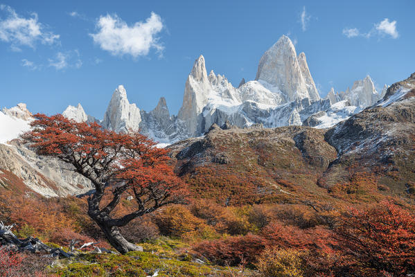 Tree and autumn scenery with Fitz Roy range in the background El