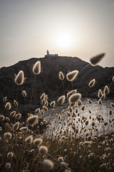 foto  - The summer flowers frame the silhouette of La Pietra Lighthouse at sunset Ile Rousse Balagne Region Corsica France Europe