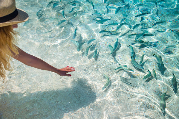 Fishes In Crystalline Water Cala Mariolu Baunei Province Of Ogliastra Sardinia Italy