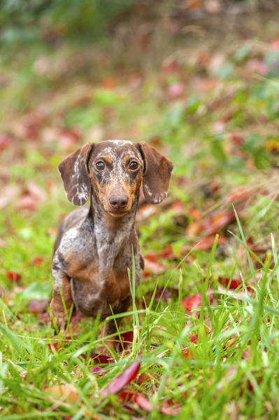 Harlequin sausage clearance dog