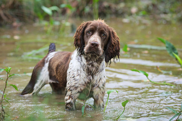 European english springer sales spaniels