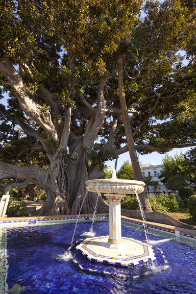 A millenial ficus in Alameda de Apodaca gardens, Cádiz, province of Cádiz, Andalusia, Spain