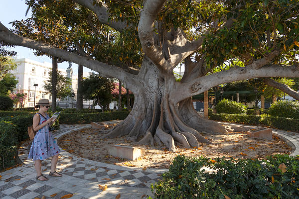A millenial ficus in Alameda de Apodaca gardens, Cádiz, province of Cádiz, Andalusia, Spain (MR)