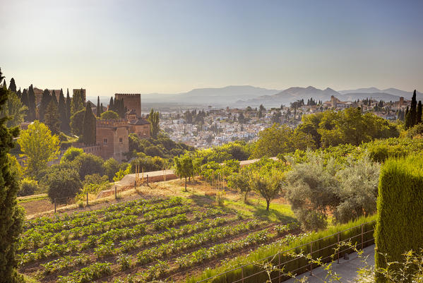 The Alhambra complex and the Albaicín neighborhood from the gardens of Generalife, Granada, province of Granada, Andalusia, Spain