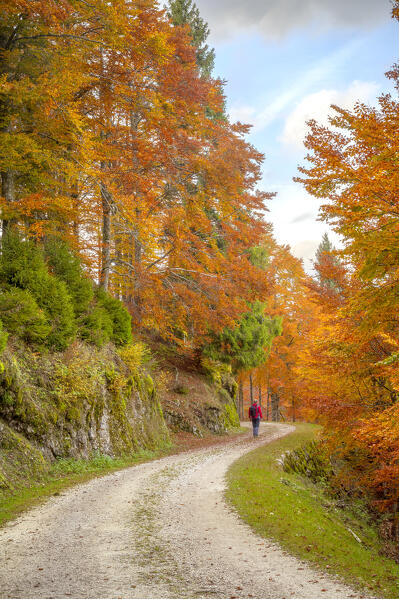 A hiker in Cansiglio Forest, Fregona, Treviso province, Veneto, Italy.