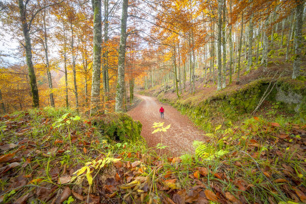 A hiker in Cansiglio Forest, Fregona, Treviso province, Veneto, Italy.