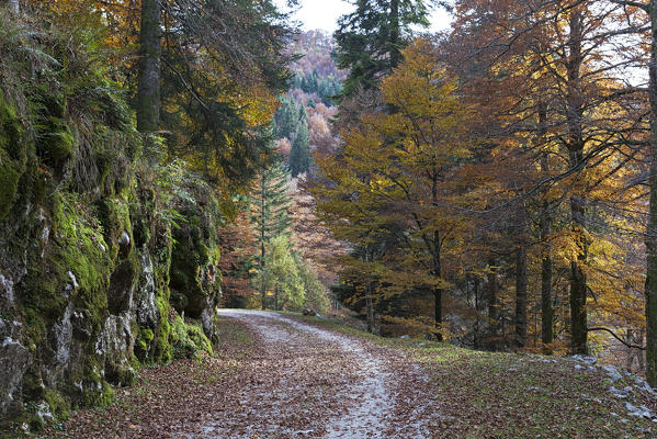 Cansiglio Forest, Tambre, Belluno, Veneto, Italy.