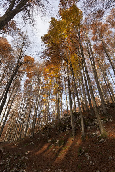 Cansiglio Forest, Fregona, Treviso, Veneto, Italy.