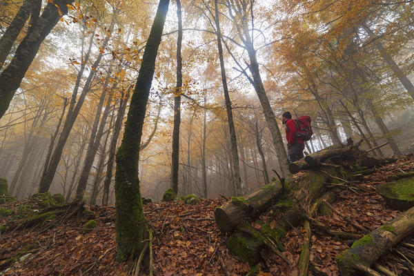 Cansiglio Forest, Fregona, Treviso, Veneto, Italy.