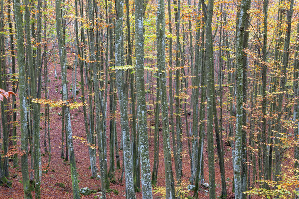 Cansiglio Forest, Fregona, Treviso, Veneto, Italy.